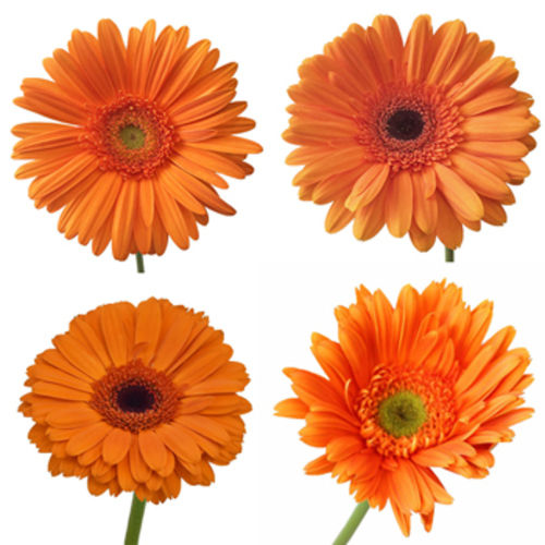 Fresh Gerbera Daisies Flower