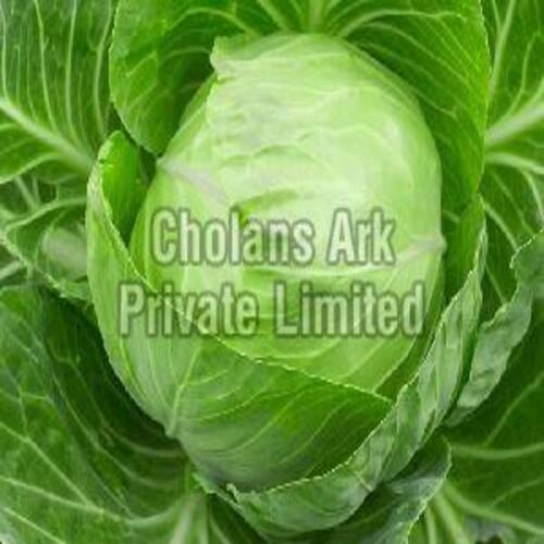 Fresh Green Cabbage For Cooking Preserving Compound: Cool And Dry Place