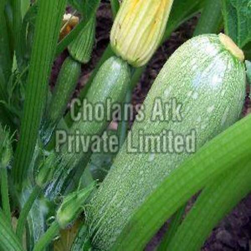 Fresh Green Zucchini for Cooking