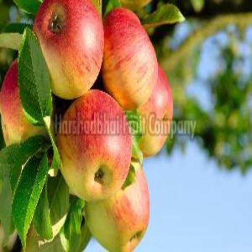 Fresh Kashmiri Apple Fruits
