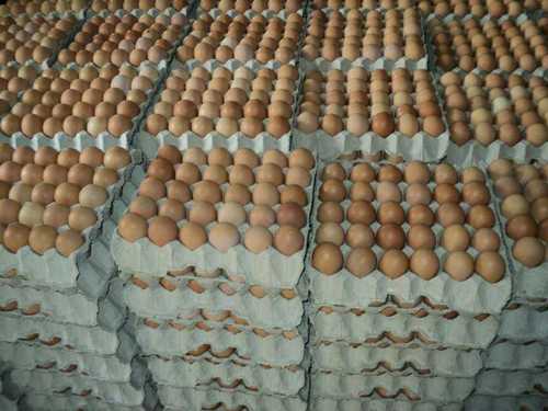 Fresh Poultry Brown Table Eggs