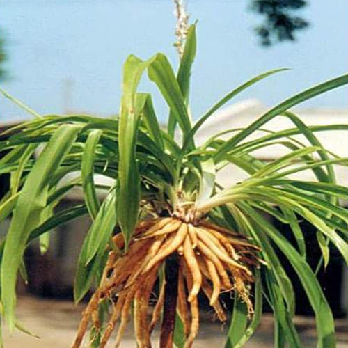 Hybrid Medicinal Musli Plant Size: Vary