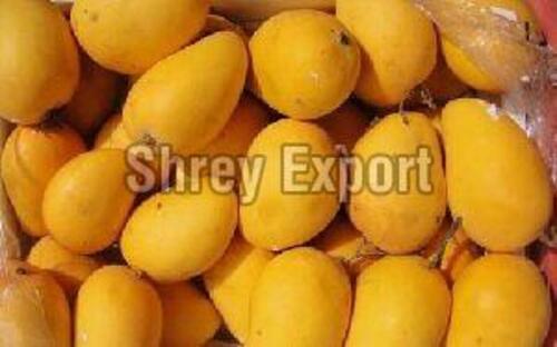 Fresh Kesar Mango Fruits