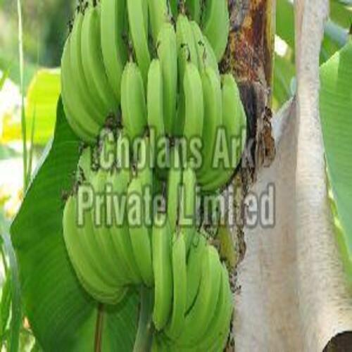 Organic Natural Fresh Green Banana