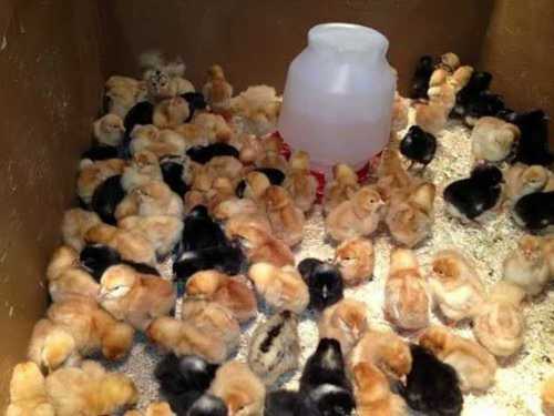 Poultry Farm Day Old Chicks