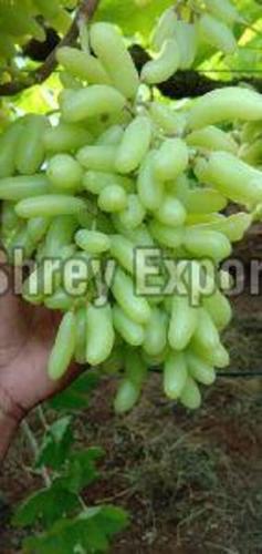 Seedless Green Grapes Fruits