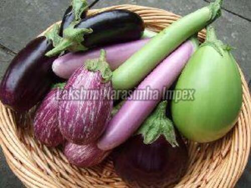 Organic Fresh Brinjal For Cooking Preserving Compound: Cool And Dry Place