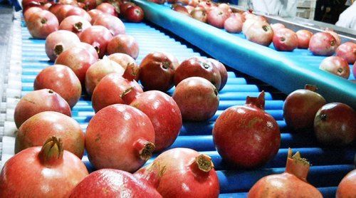 Pomegranate Grading Sorting And Packing Machine Warranty: Manufacturer Warranty