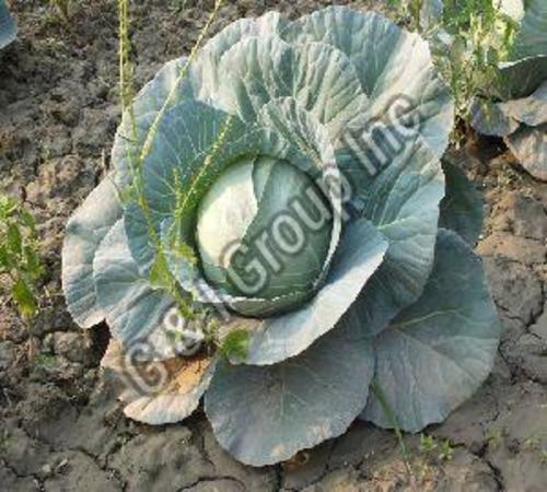 Fresh Green Cabbage For Cooking