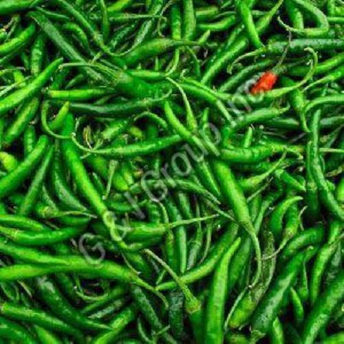 Fresh Green Chilli for Food