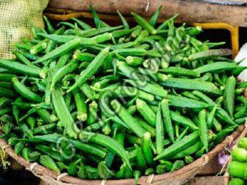 Fresh Green Okra For Cooking Preserving Compound: Cool And Dry Place