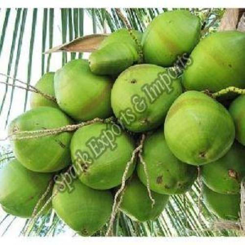 Fresh Green Tender Coconut