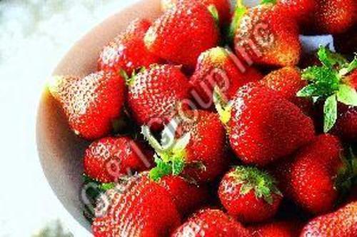 Fresh Natural Strawberry Fruits