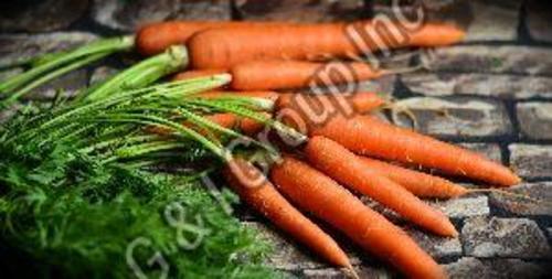 Fresh Organic Carrot For Food Preserving Compound: Cool And Dry Place