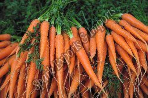 Organic Chopped Carrot - Large Size, Orange Color, 100% Maturity, 33% Vitamin A | Cool and Dry Preservation, Cooked Style