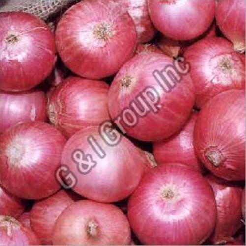 Fresh Red Onion For Cooking Preserving Compound: Cool And Dry Place