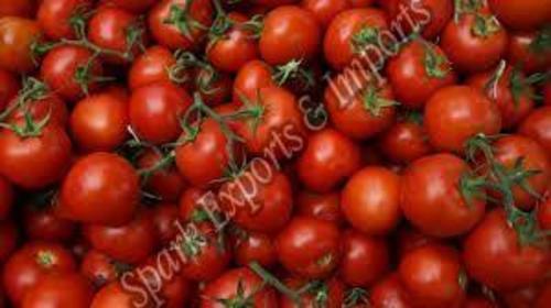 Fresh Red Tomato for Cooking