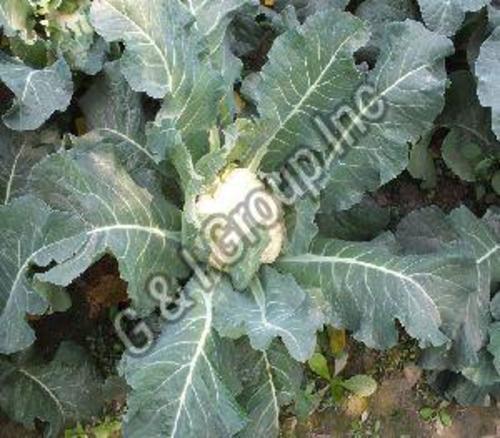 Green Fresh Cauliflower For Cooking Preserving Compound: Cool And Dry Place