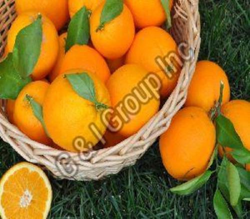 Organic Fresh Oranges Fruits Origin: India