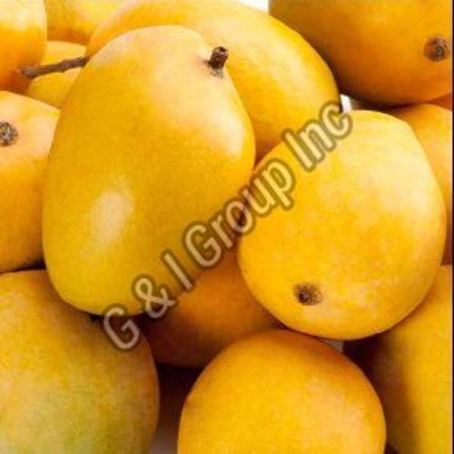 Yellow Fresh Mango Fruits