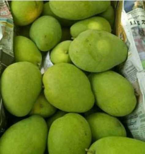 Green A Grade Fresh Mango