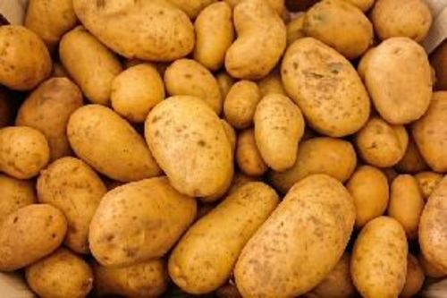 Fresh Natural Potato for Cooking