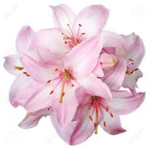 Pink Lily Flower For Decoration Shelf Life: 8-10 Days