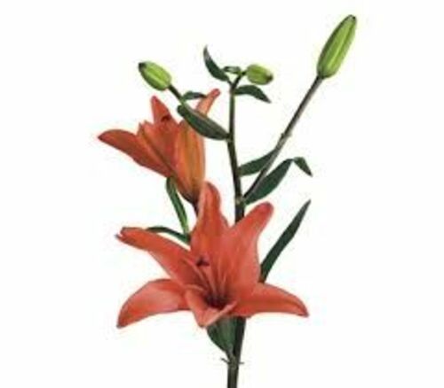Red Lily Flower for Decoration