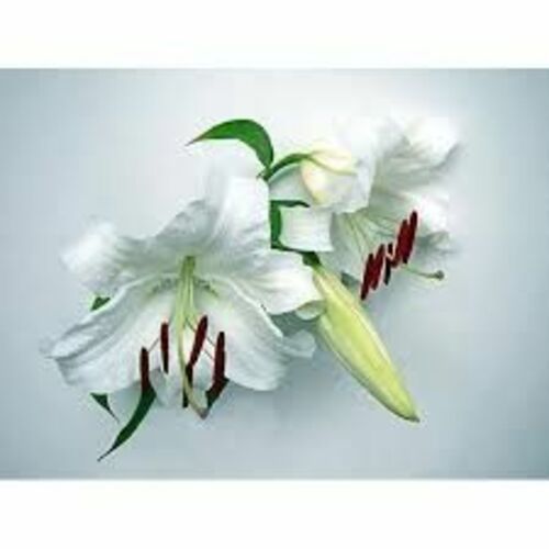 White Lily Flower for Decoration