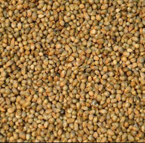 Brown Hybrid Type Bajra Seeds