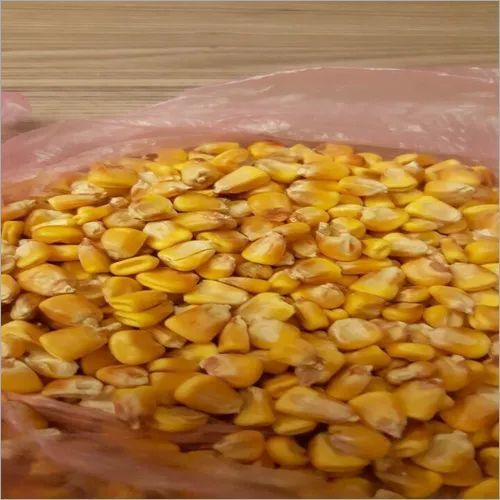 Feed Grade Yellow Corn / Yellow Maize / Yellow Corn Grains