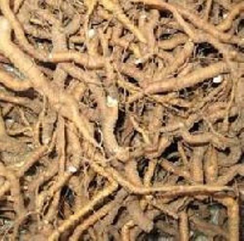 Ipecac Roots - Medical Grade Solid Brown Roots, FDA Approved, Cost Effective with Long Shelf Life