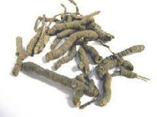 Ipecac Roots - Medical Grade Solid Dried Herbs, Brown & Light Brown Colors | FDA Approved, Cost Effective, Long Shelf Life