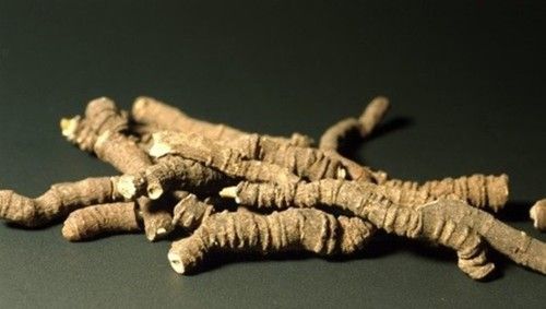 Ipecac Roots At Best Price In India