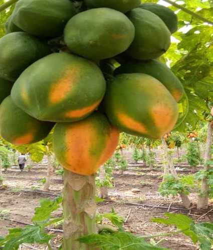 Green Papaya With Green Berries