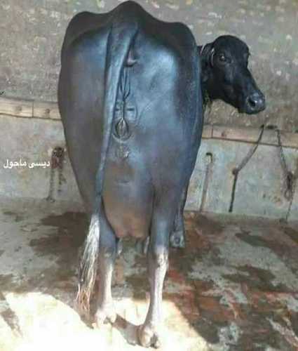 डेयरी फार्मिंग के लिए ब्लैक हरियाणा मुर्रा भैंस