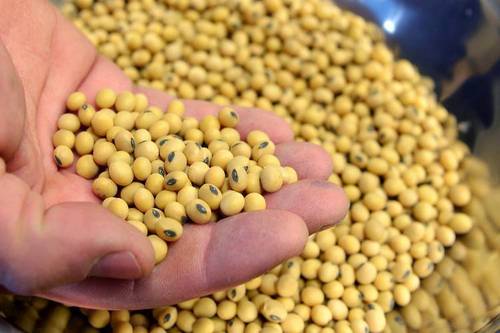 Non GMO Natural Soybean Seeds