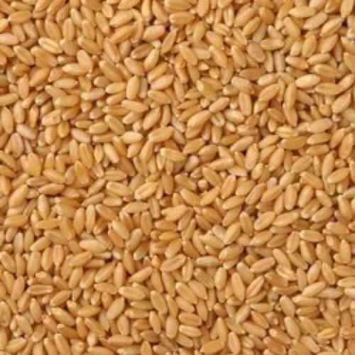 Organic Wheat Grain