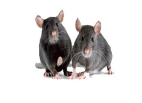 Rodent Control Service Application: Home Kitchen