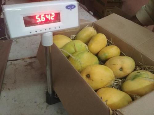 Farm Fresh Banganapalli Mangoes