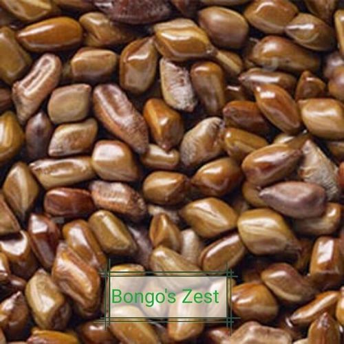 Organic Cassia Tora Seeds