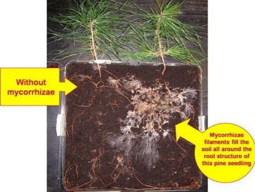 Mycorrhizal Biofertilizer Granules