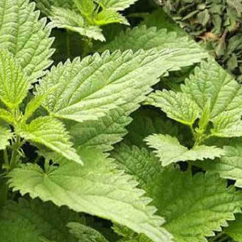 Dark Green Nettle Leaf Age Group: Suitable For All