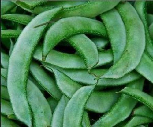 Fresh Flat Green Beans