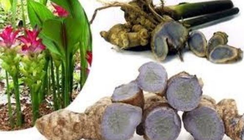 Solid Natural Whole Black Turmeric