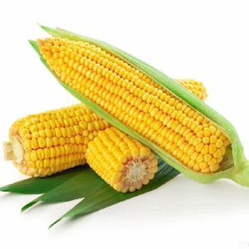 Yellow Organic Sweet Corn