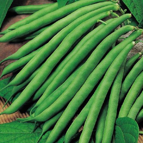 Fresh Green Beans for Cooking