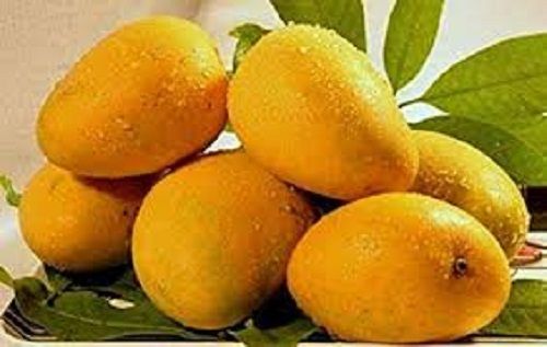 Fresh Yellow Kesar Mango