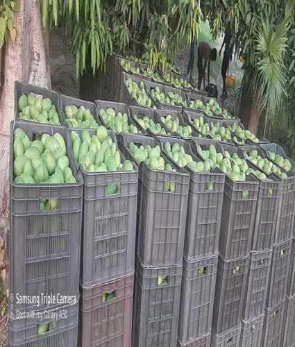 Green Dashehari Mango