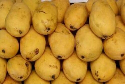 Fresh Chaunsa Mango Fruits